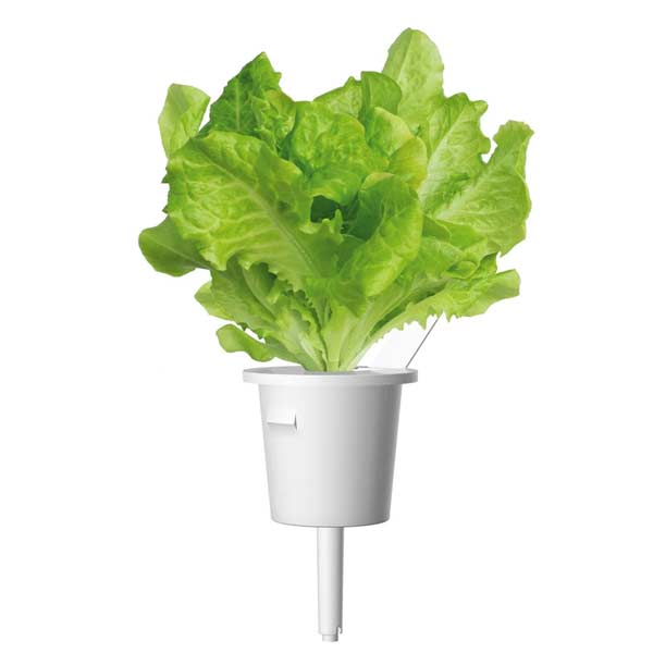 Smart Garden Fejes saláta