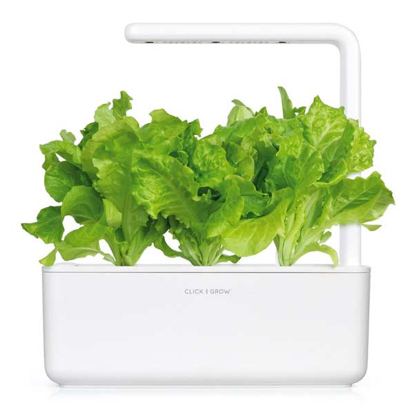Smart Garden Fejes saláta